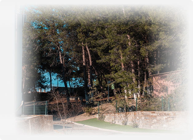 Orman Okulu Deneyimi